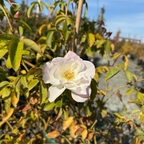 Iceberg Climbing Rose