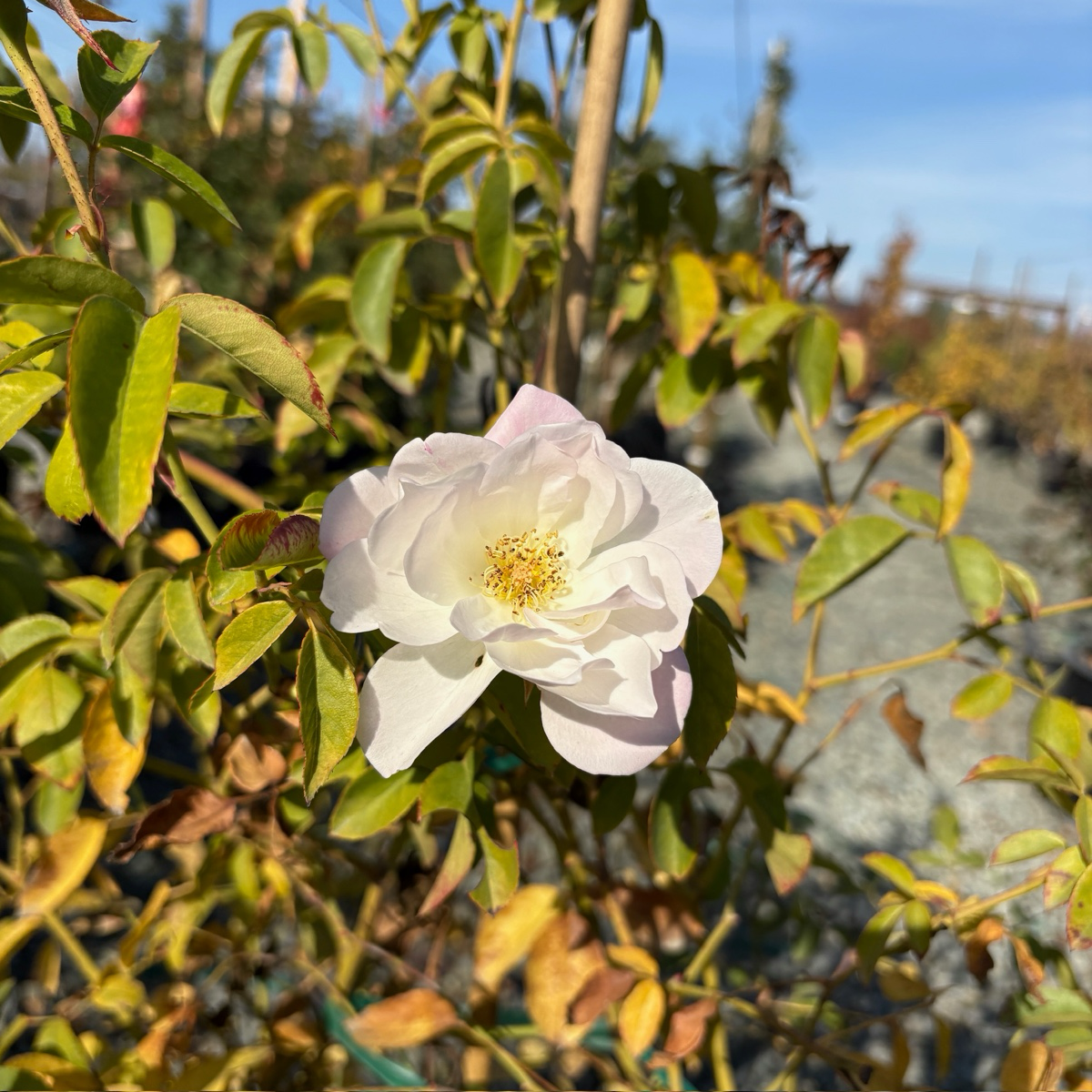 Iceberg Climbing Rose