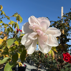 Iceberg Climbing Rose