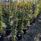 Iceberg Climbing Rose