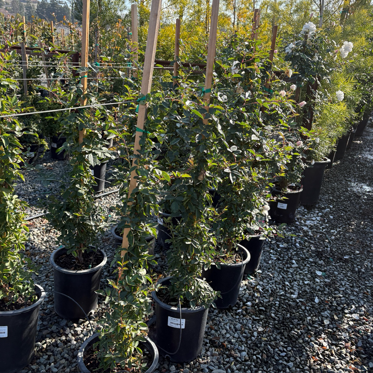 Iceberg Climbing Rose