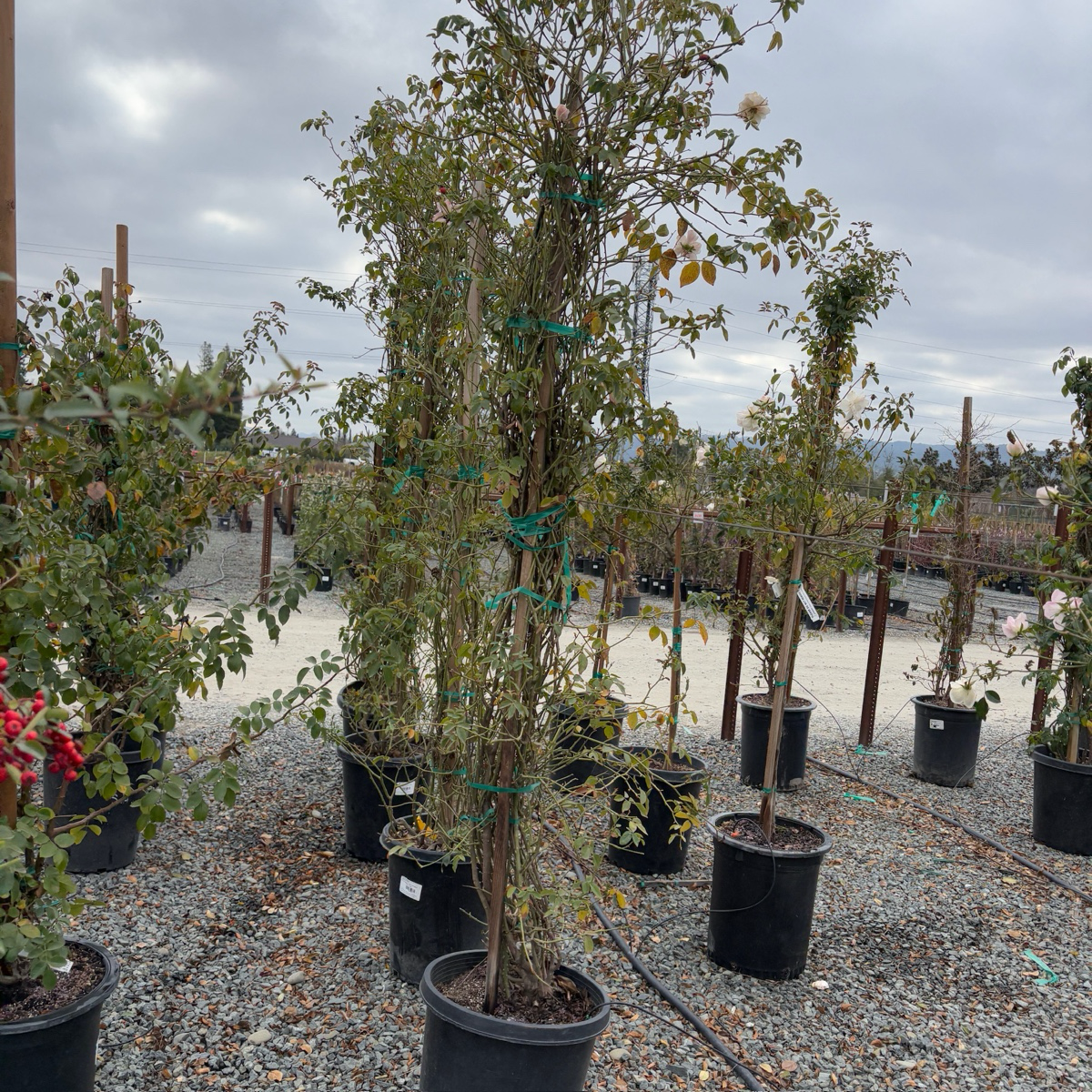 Iceberg Climbing Rose