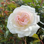 Iceberg Floribunda Rose