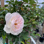 Iceberg Floribunda Rose
