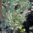 Icee Blue®Fern Pine