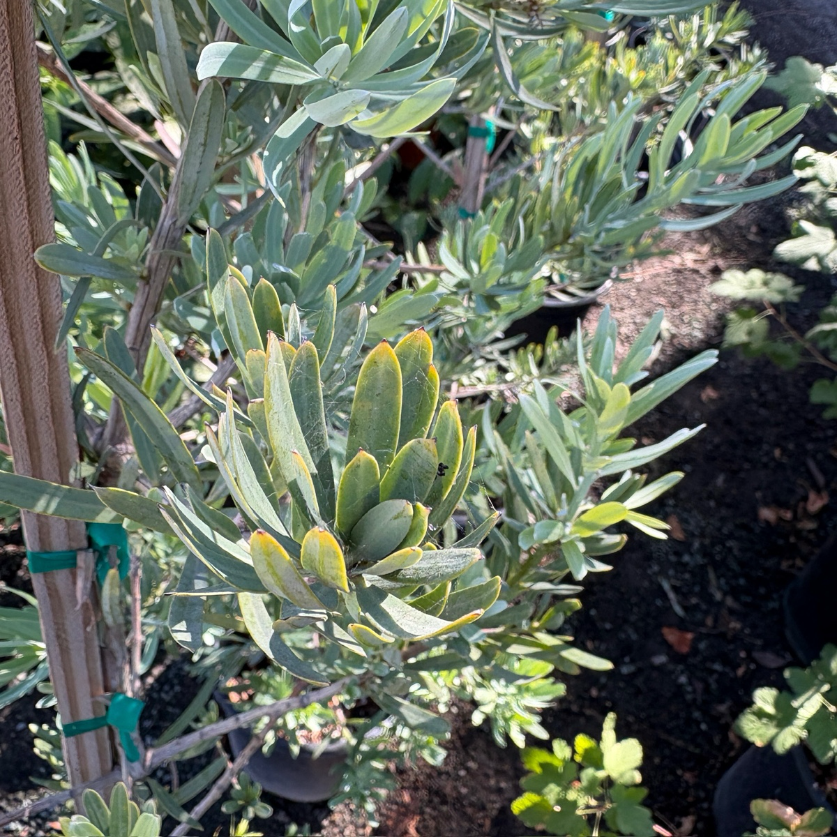 Icee Blue®Fern Pine