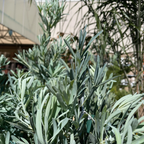 Icee Blue®Fern Pine