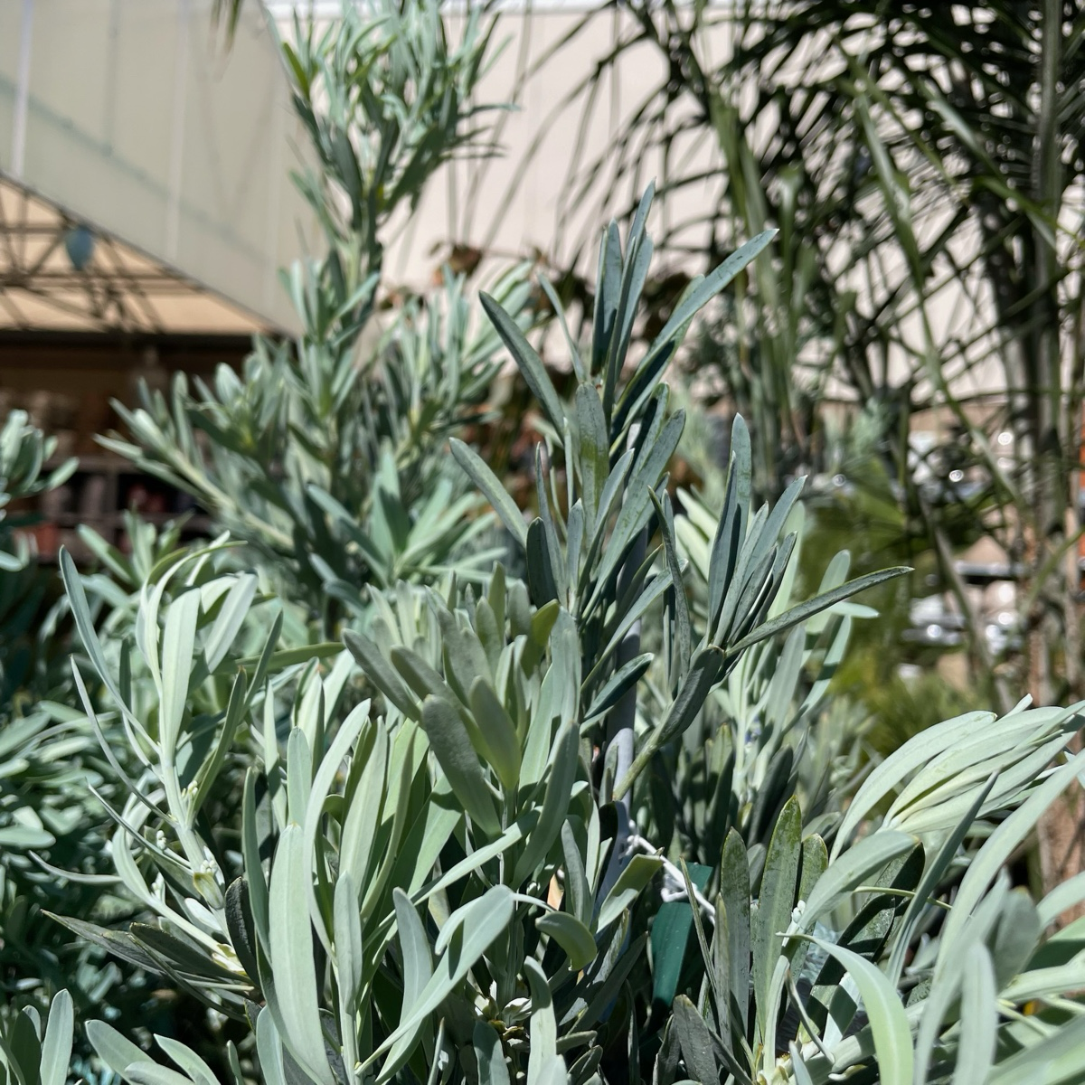 Icee Blue®Fern Pine