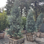 Icee Blue®Fern Pine