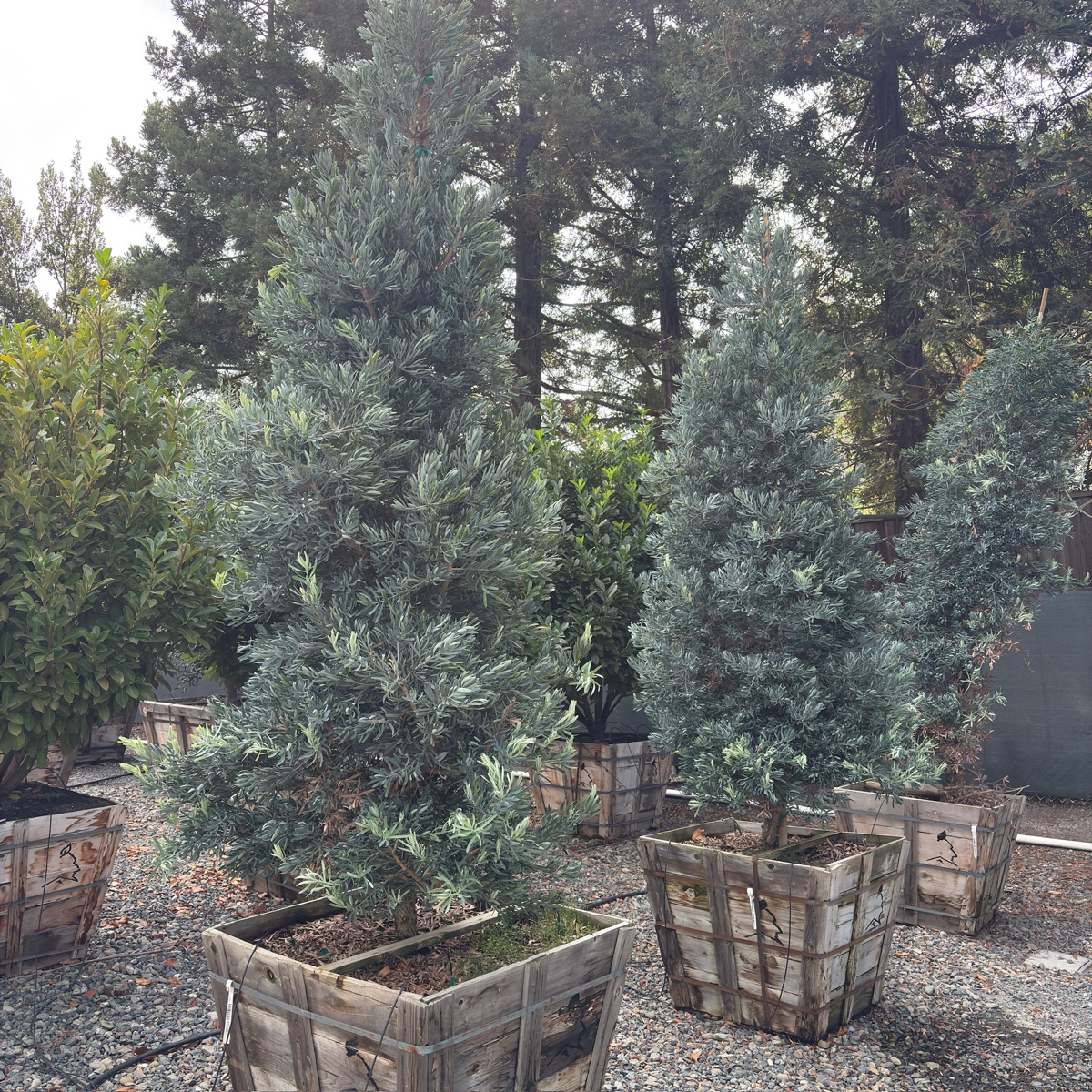 Icee Blue®Fern Pine