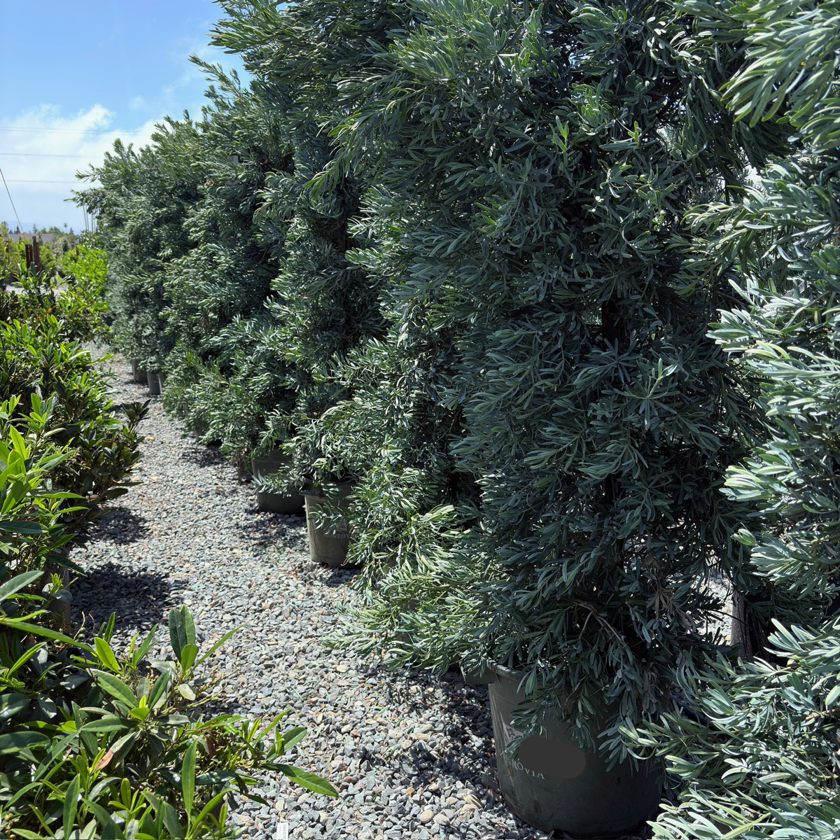 Icee Blue®Fern Pine