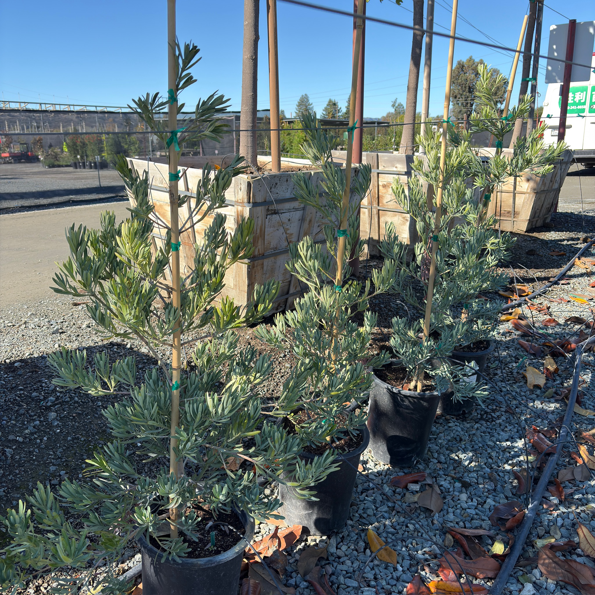 Icee Blue®Yellow Wood