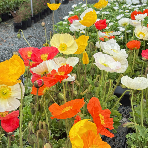planting icelandic poppy seeds Iceland Poppy Plant
