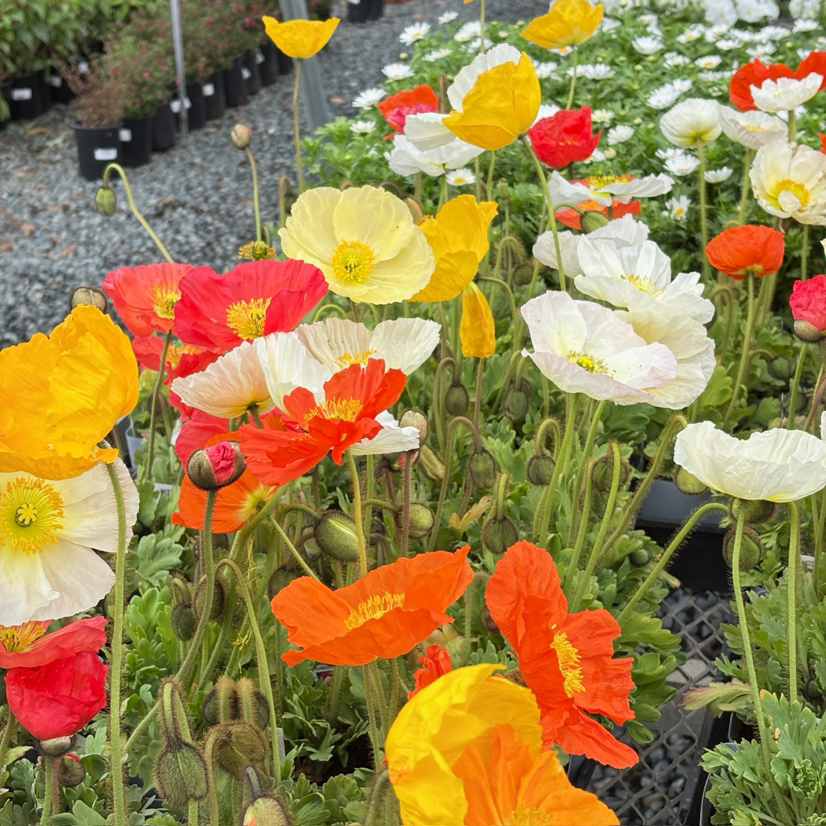Iceland Poppy