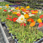 Iceland Poppy