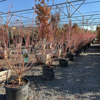 Pacific Fire Vine Maple