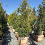 Fern Pine
