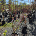 Pacific Fire Vine Maple