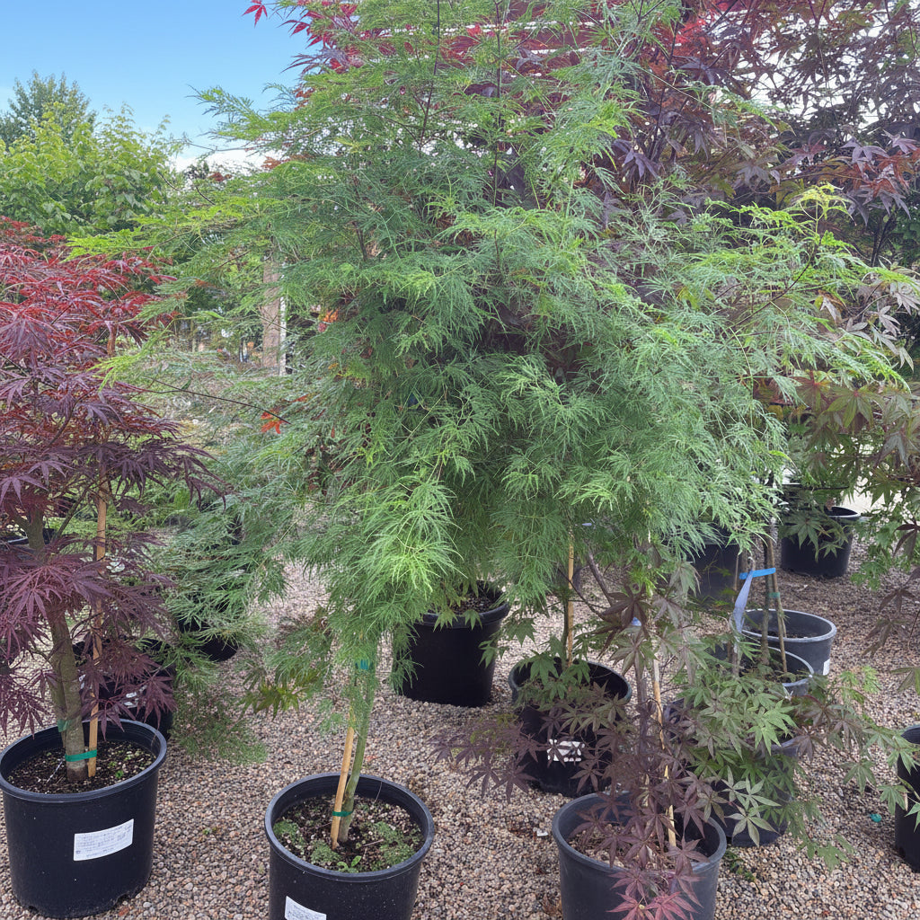 A potted Japanese maple tree with delicate green foliage, shown in a nursery or garden center setting with other potted plants and gravel on the ground.