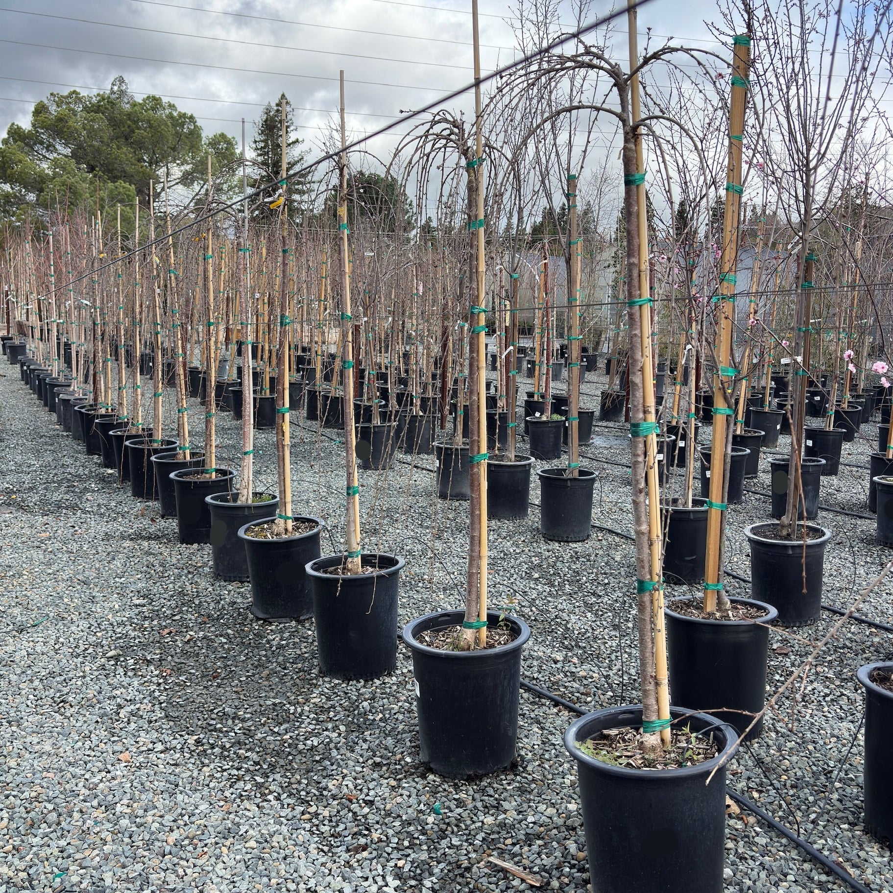 can you plant a weeping cherry tree in a pot Snow Fountains Weeping Flowering Cherry