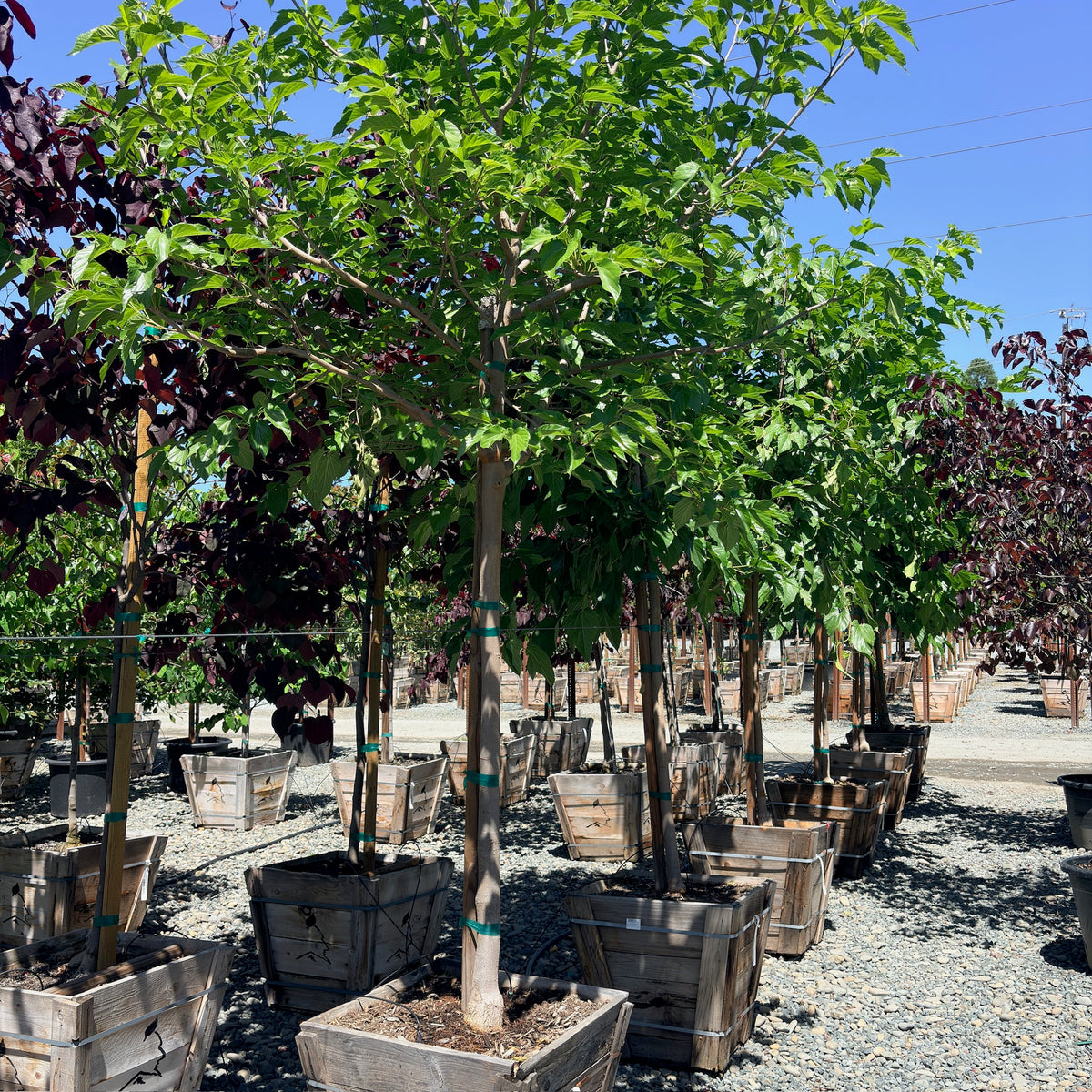 Stribling Mulberry
