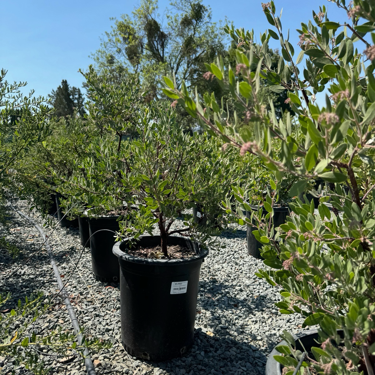 Sentinel Manzanita