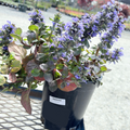 Catlins Giant Carpet Bugle