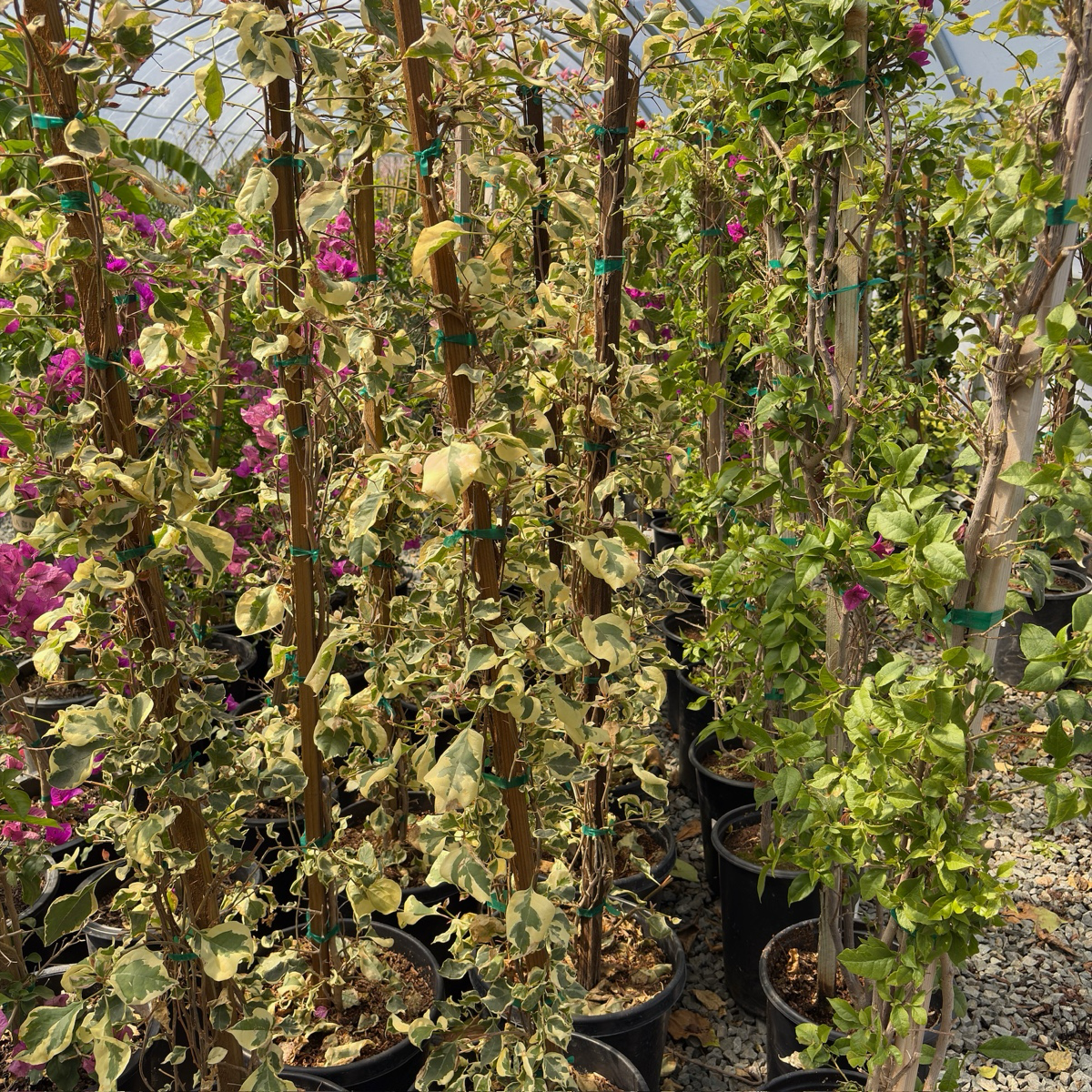 Raspberry Ice Variegated Bougainvillea