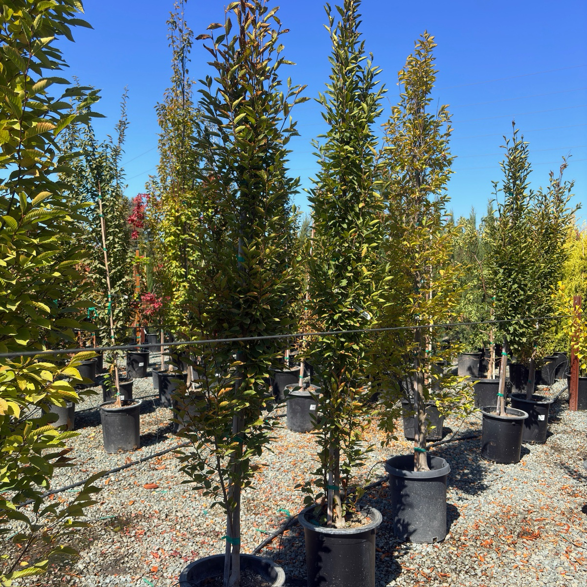 Upright European Hornbeam