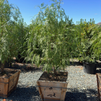 California Pepper Tree
