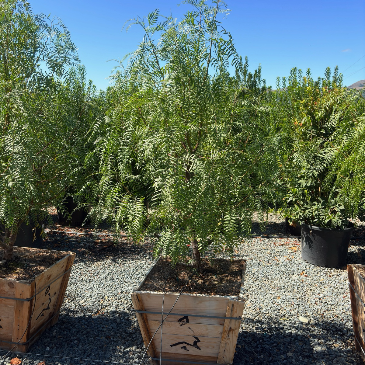 California Pepper Tree