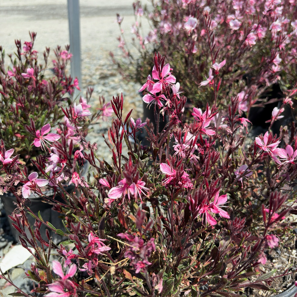 Siskiyou Pink Beeblossom