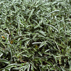 Silver Carpet