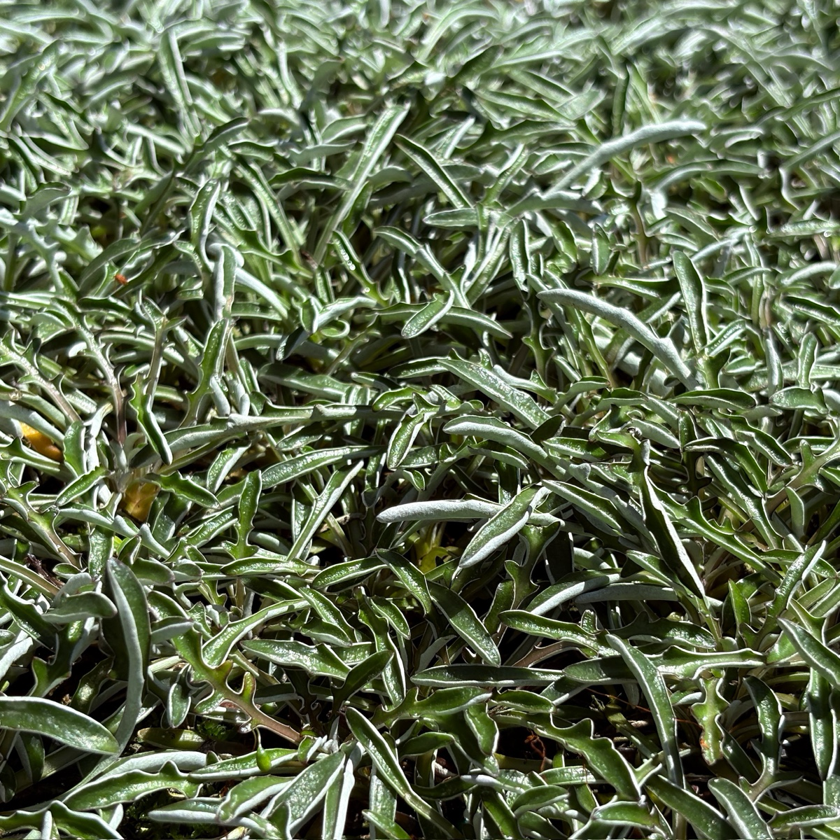 Silver Carpet