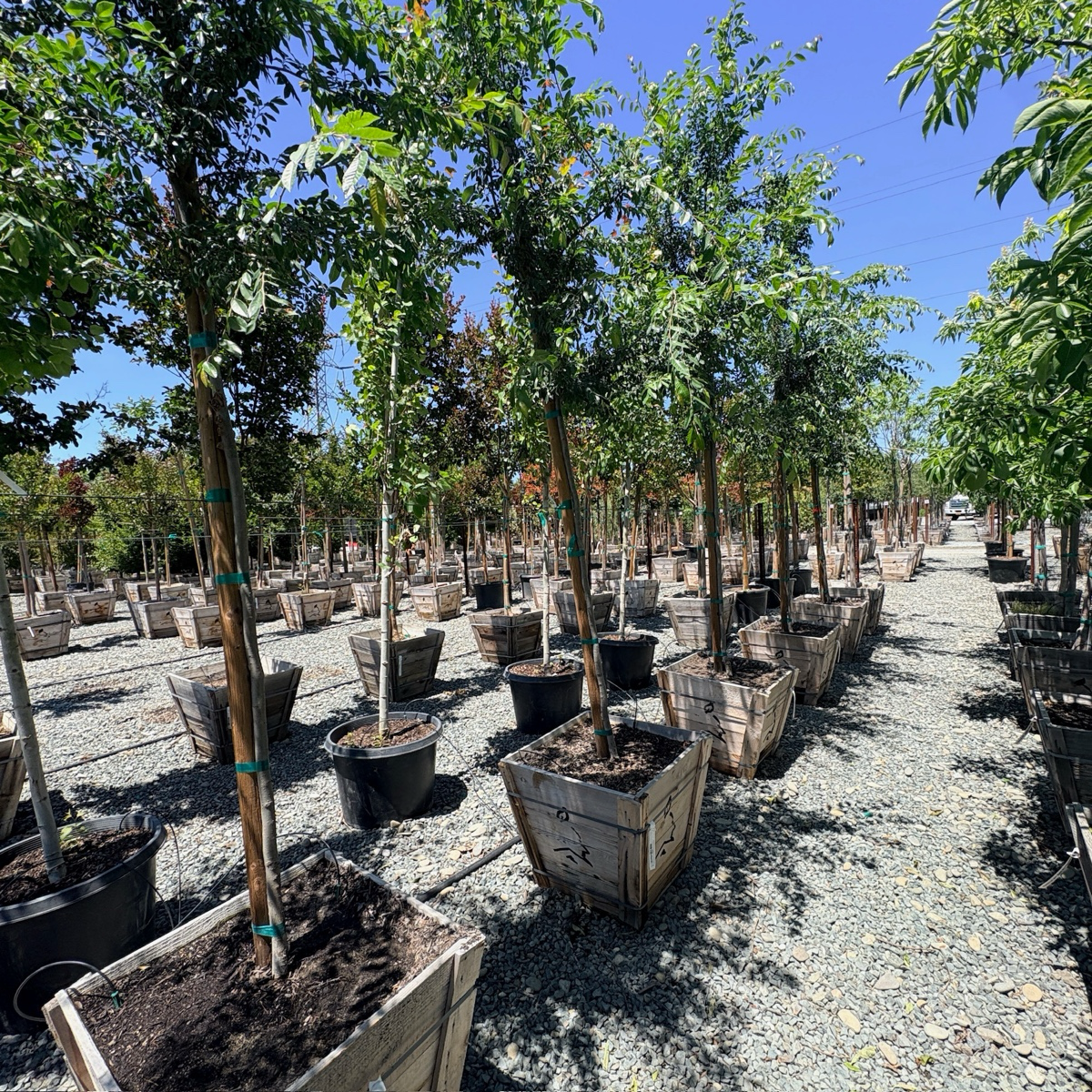 True Green Chinese Elm