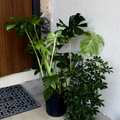Swiss Cheese Plant