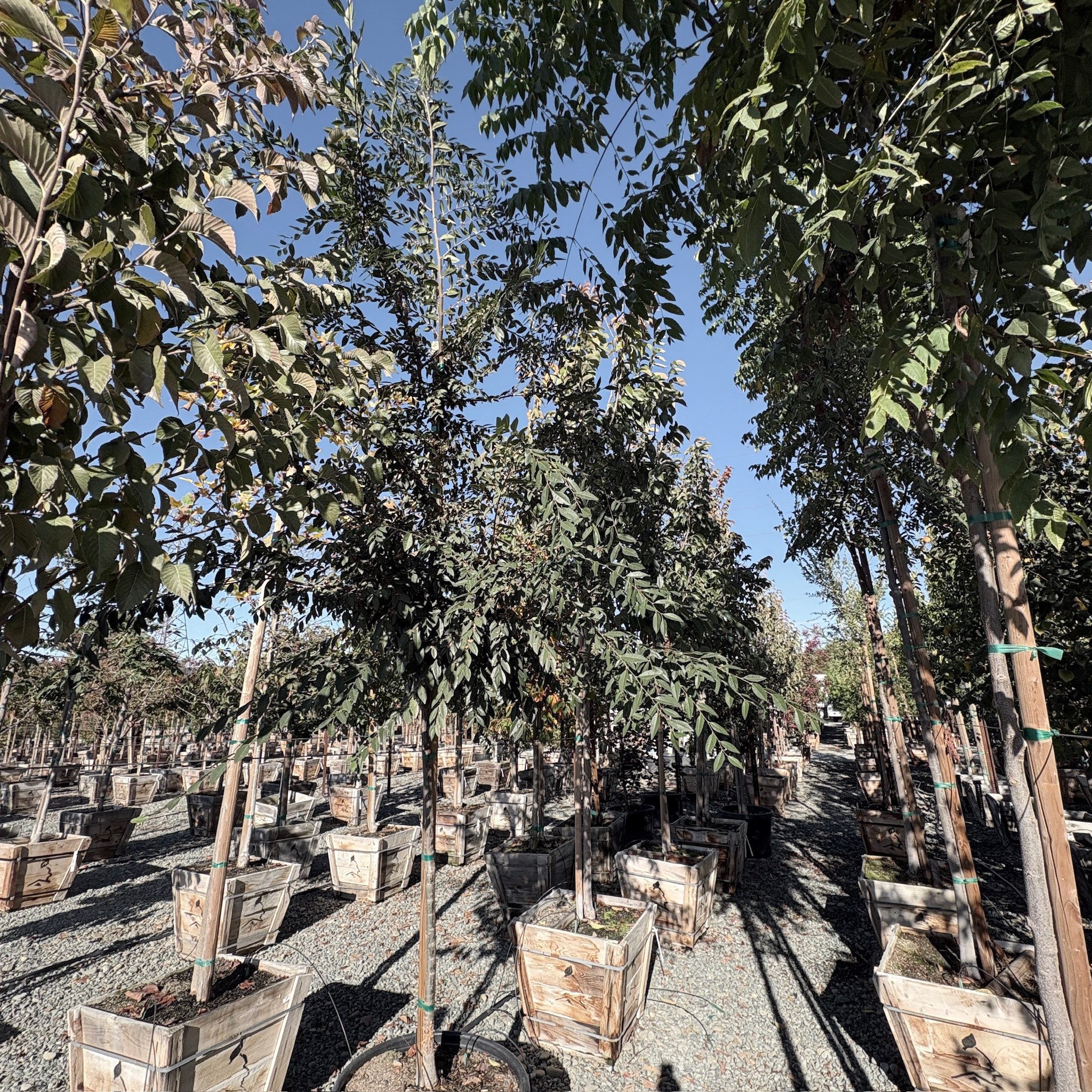 True Green Chinese Elm