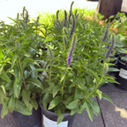 Royal Candles Speedwell
