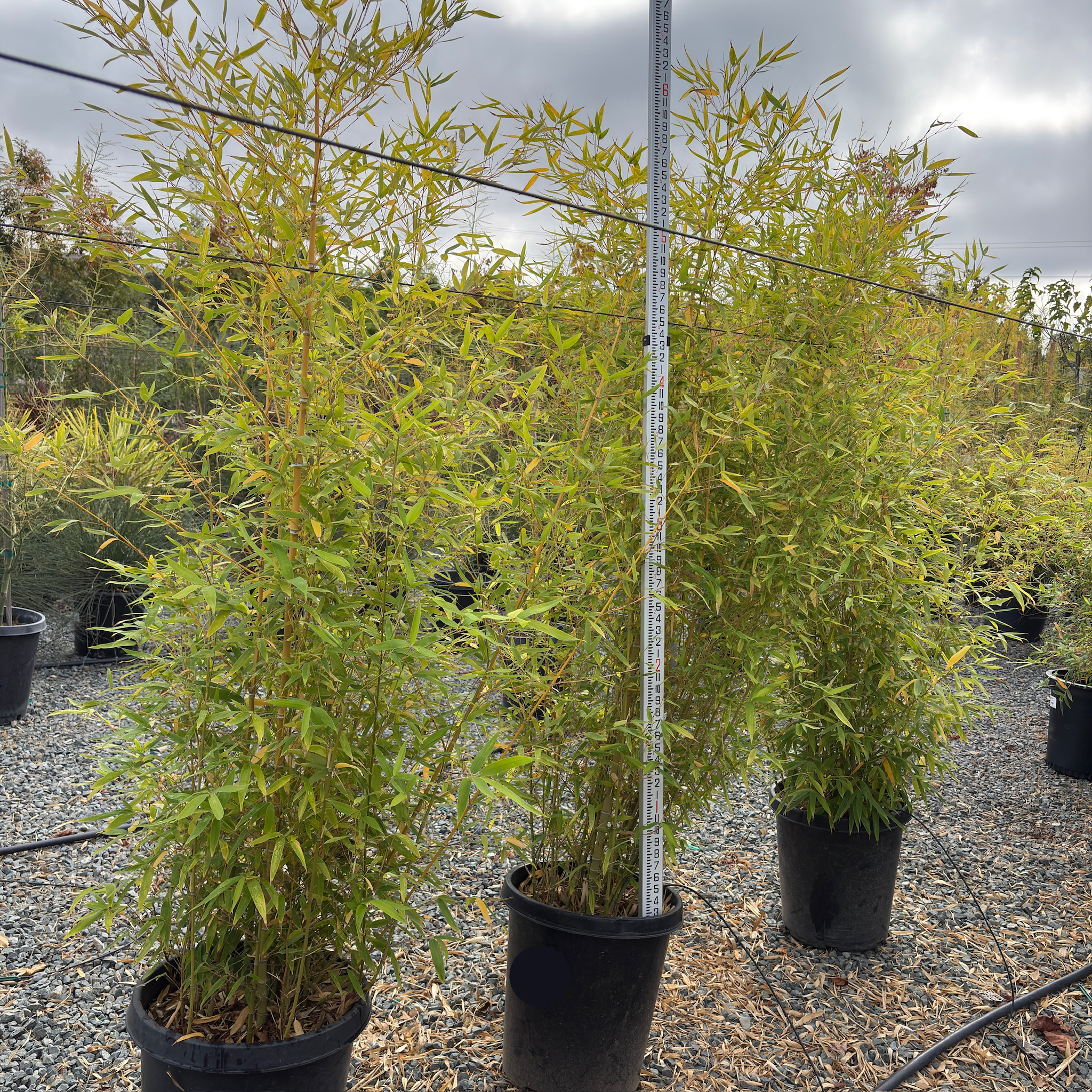 Golden Goddess Bamboo