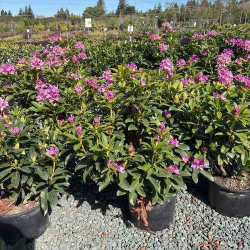 Anah Kruschke Rhododendron