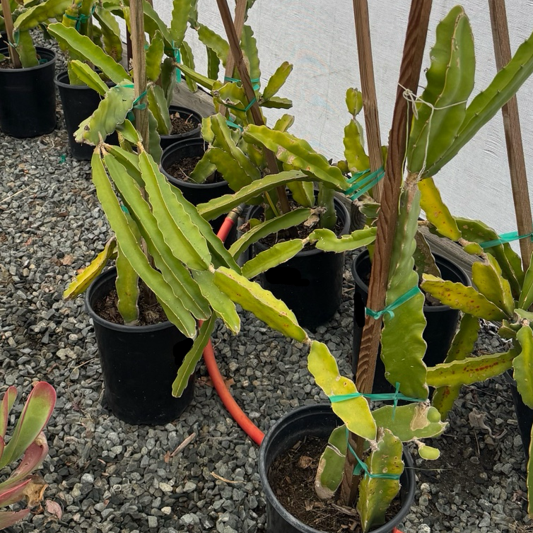 Taiwan Red Dragon Fruit