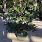 Bonanza Camellia