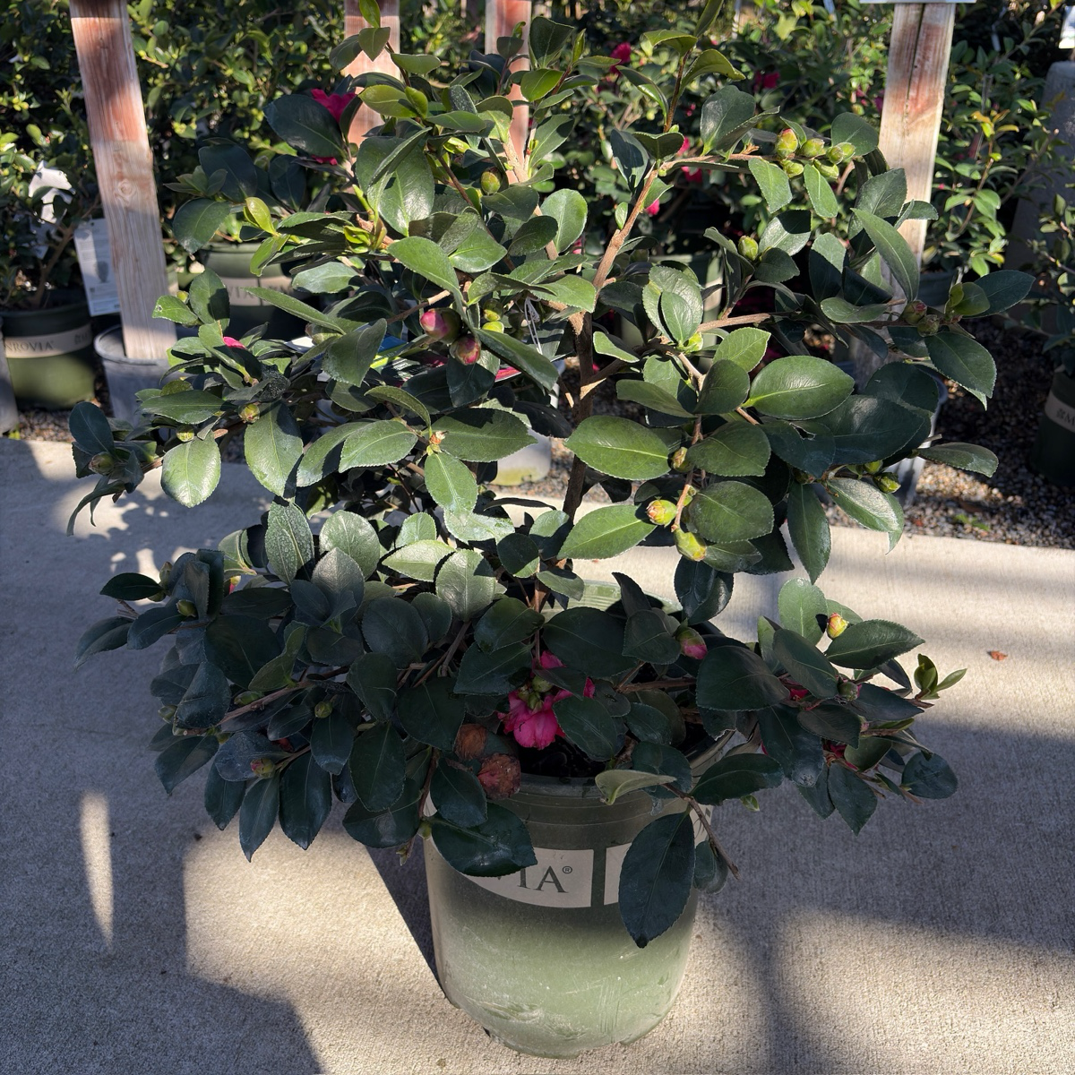 Bonanza Camellia