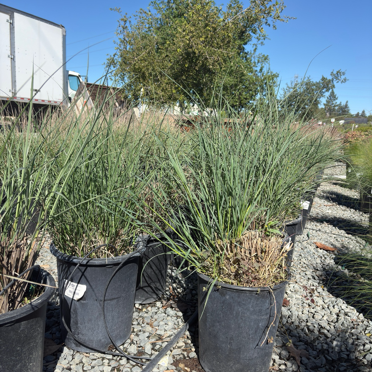 Variegated Maiden Grass