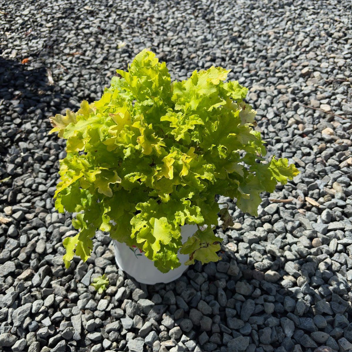Lime Marmalade Coral Bells