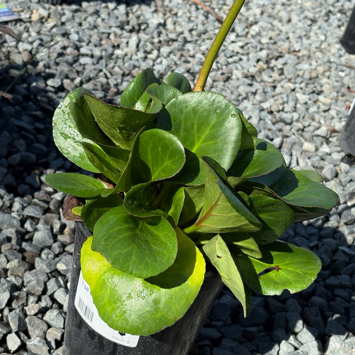 Heartleaf Bergenia