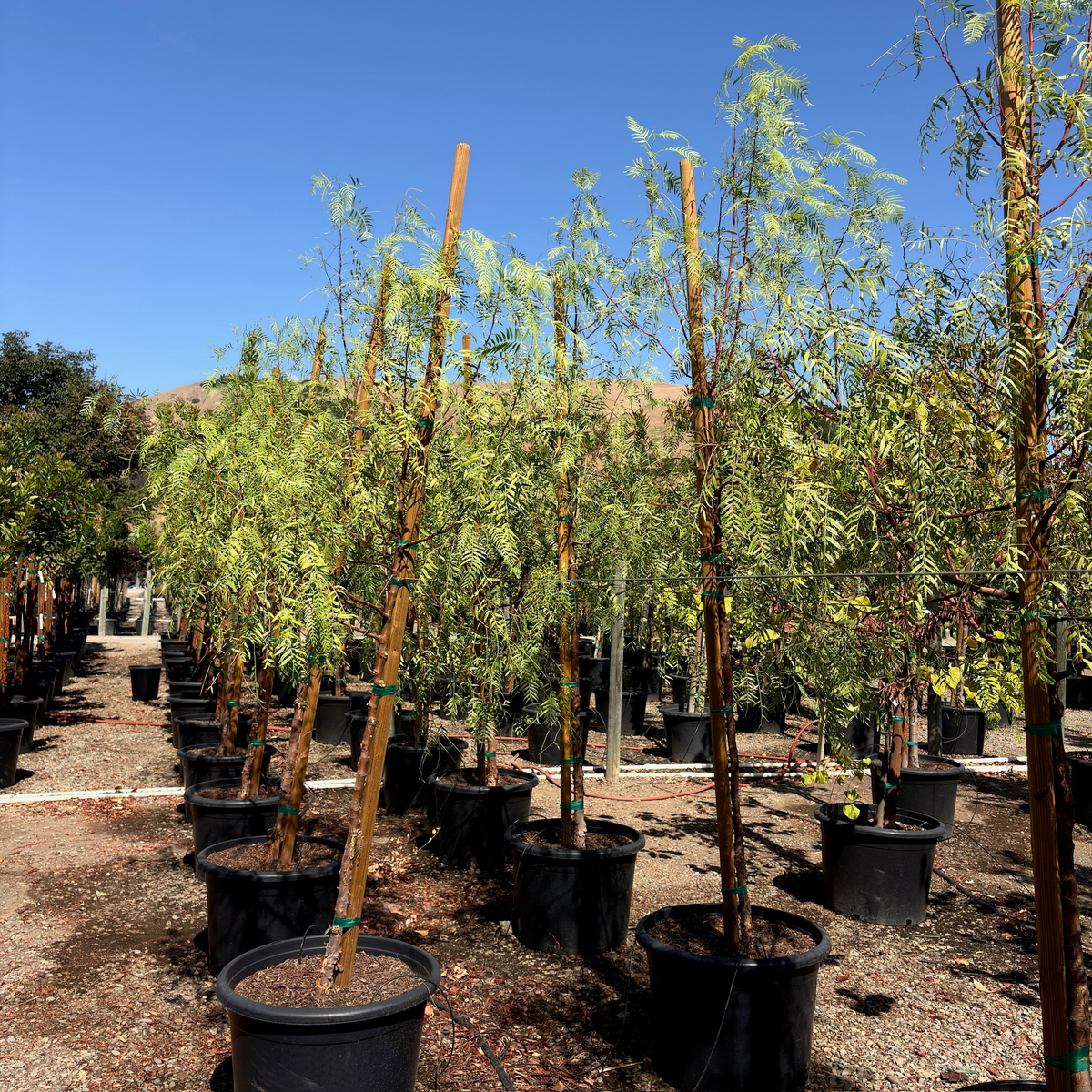 California Pepper Tree