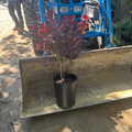 Royal Purple Smoke Bush