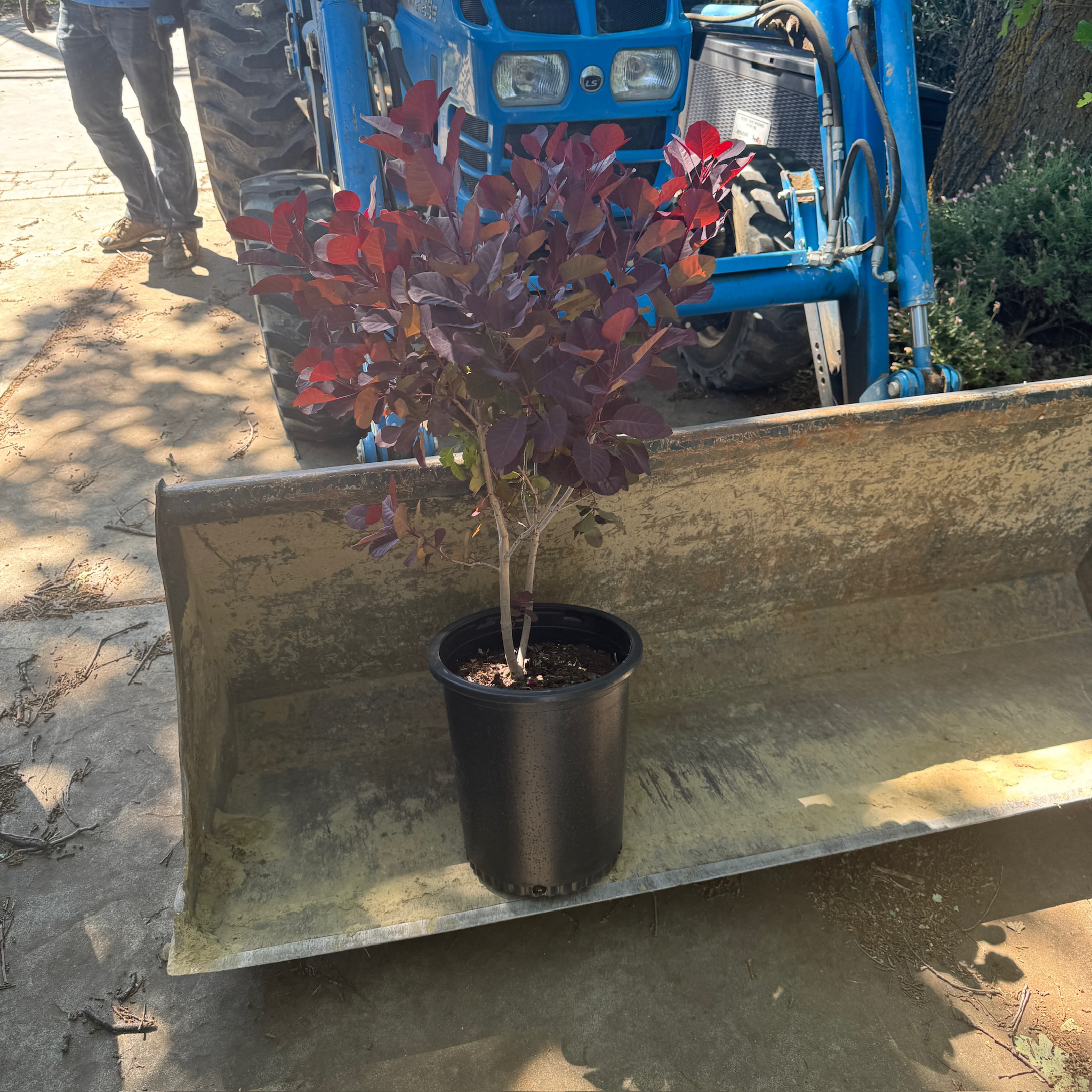 Royal Purple Smoke Bush