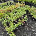 Kira Green Tea Coral Bells